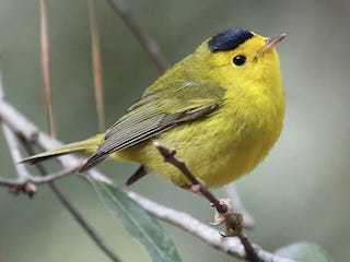 うぐいす の 鳴き声