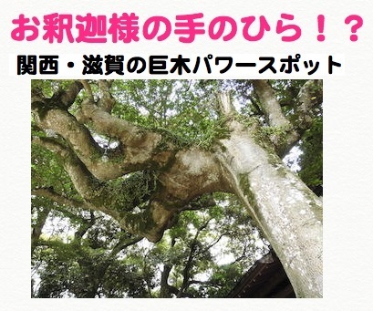 お釈迦様の手のひらのような珍しい巨木.jpg