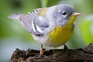 ウグイスの鳴き声.jpg