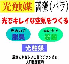 薔薇(バラ)の花の光触媒.jpg